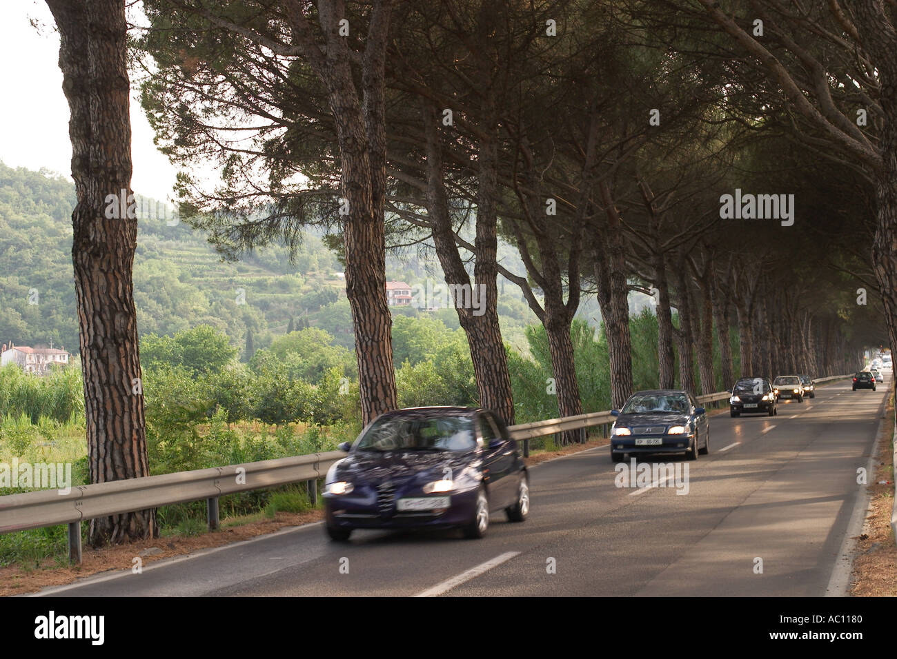 Stone avenue des Pins entre Izola et la côte Adriatique à Strunjan Slovénie Banque D'Images