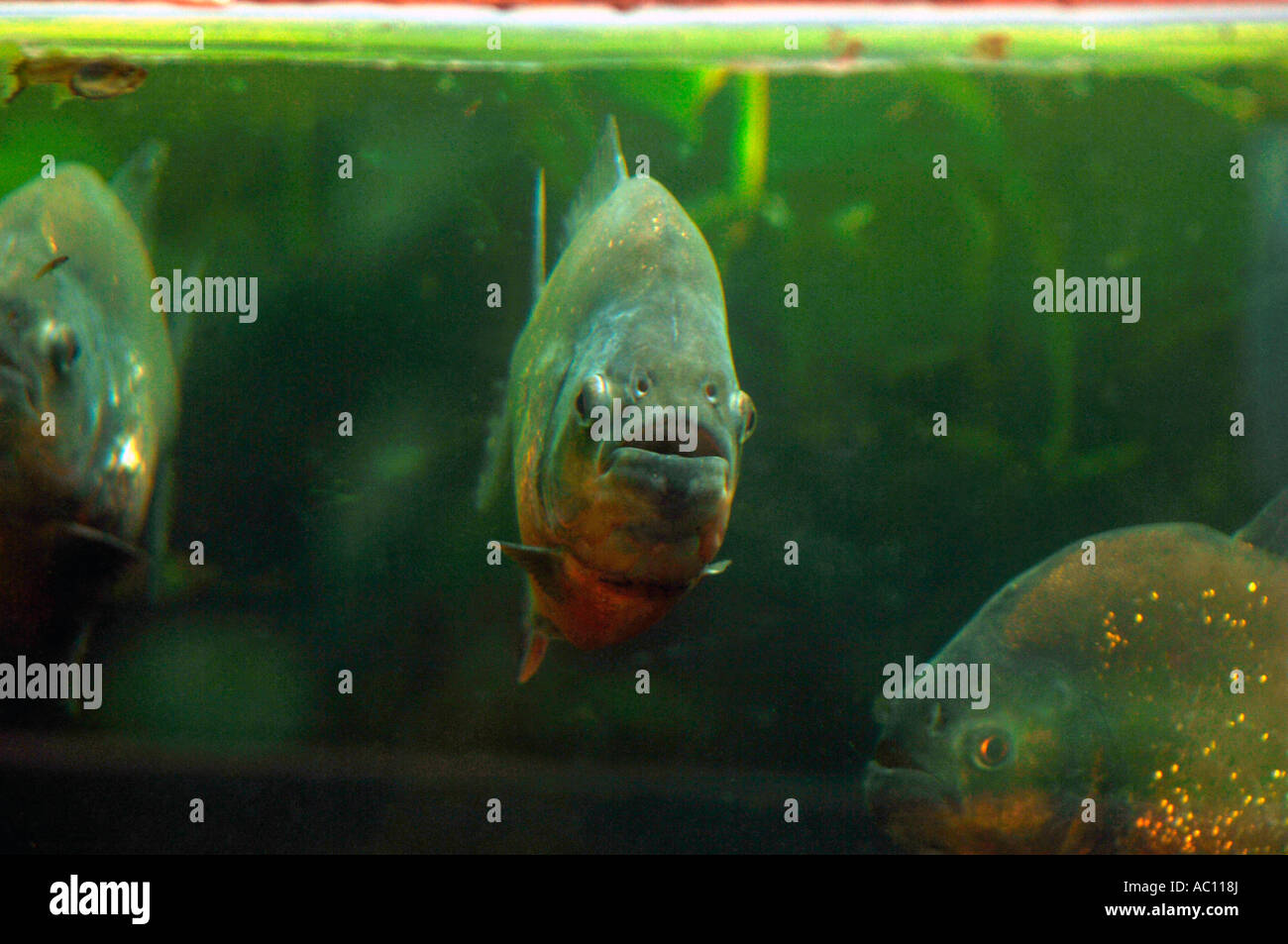 Le Piranha à ventre rouge. Banque D'Images