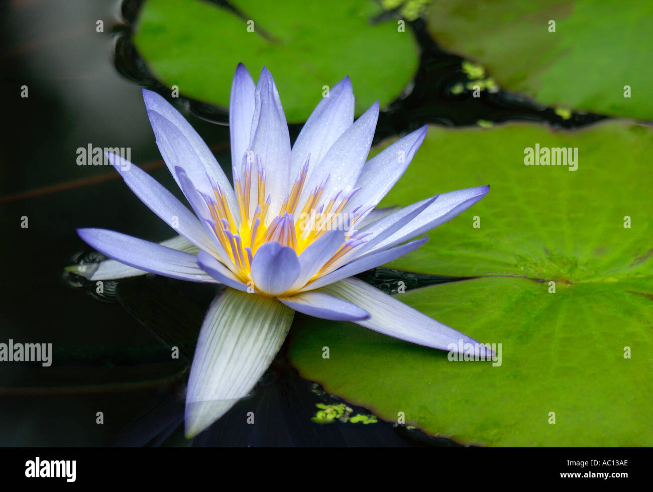 Nymphaea Stellata Nymphaeceae Banque D'Images