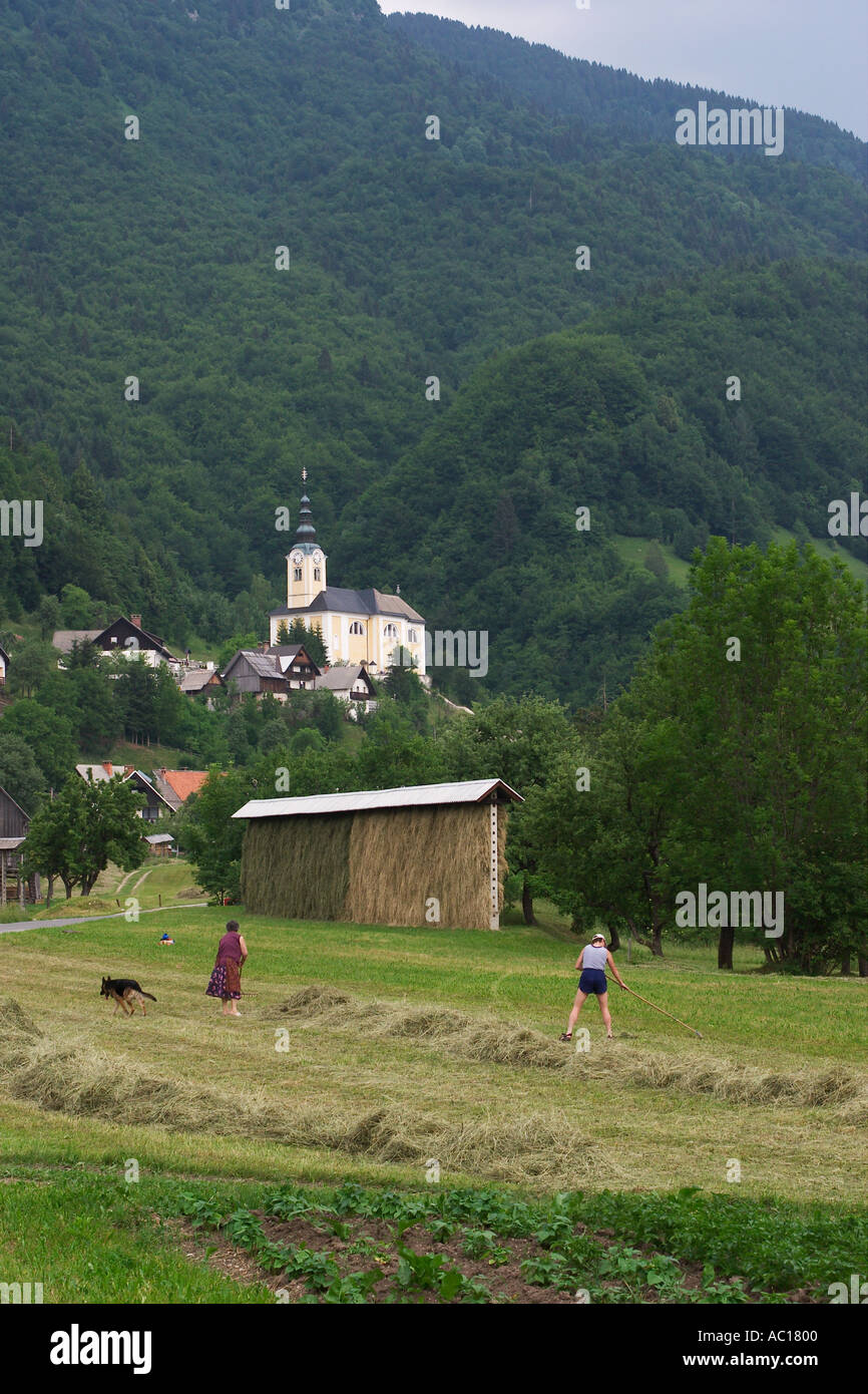La récolte de foin dans la fenaison Strednja vas Parc national du Triglav Slovénie Banque D'Images