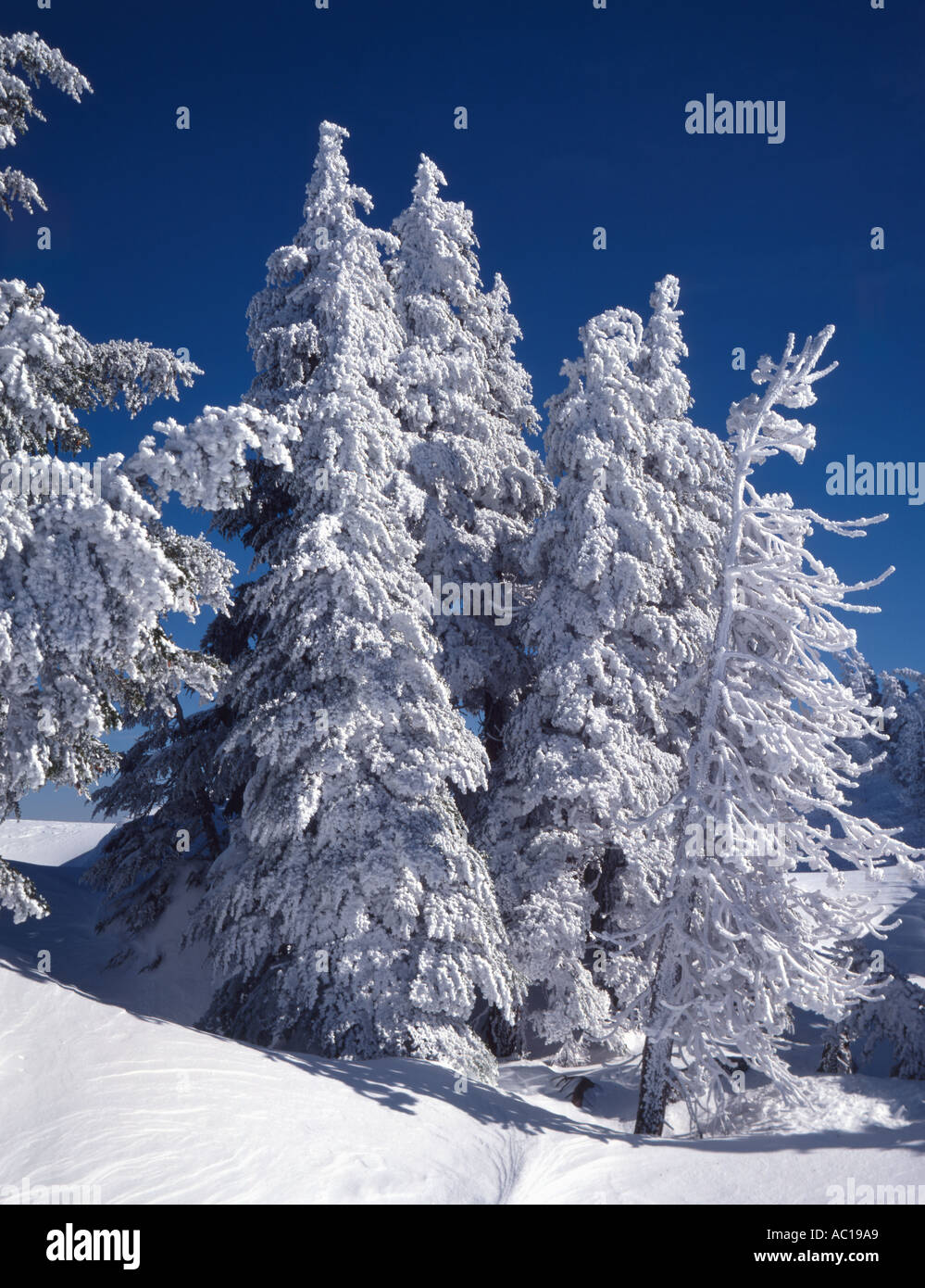 Vue verticale de givre blanc pur arbres givrés sur une froide journée d'hiver Banque D'Images