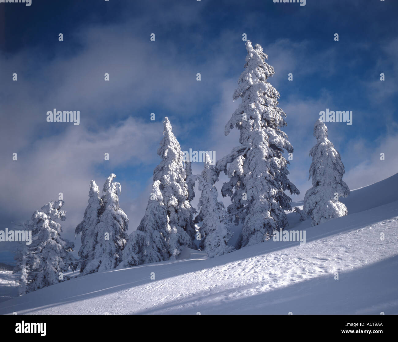 Soleil oblique allume une colline de neige et neige arbres sur une journée d'hiver dans l'Oregon Banque D'Images