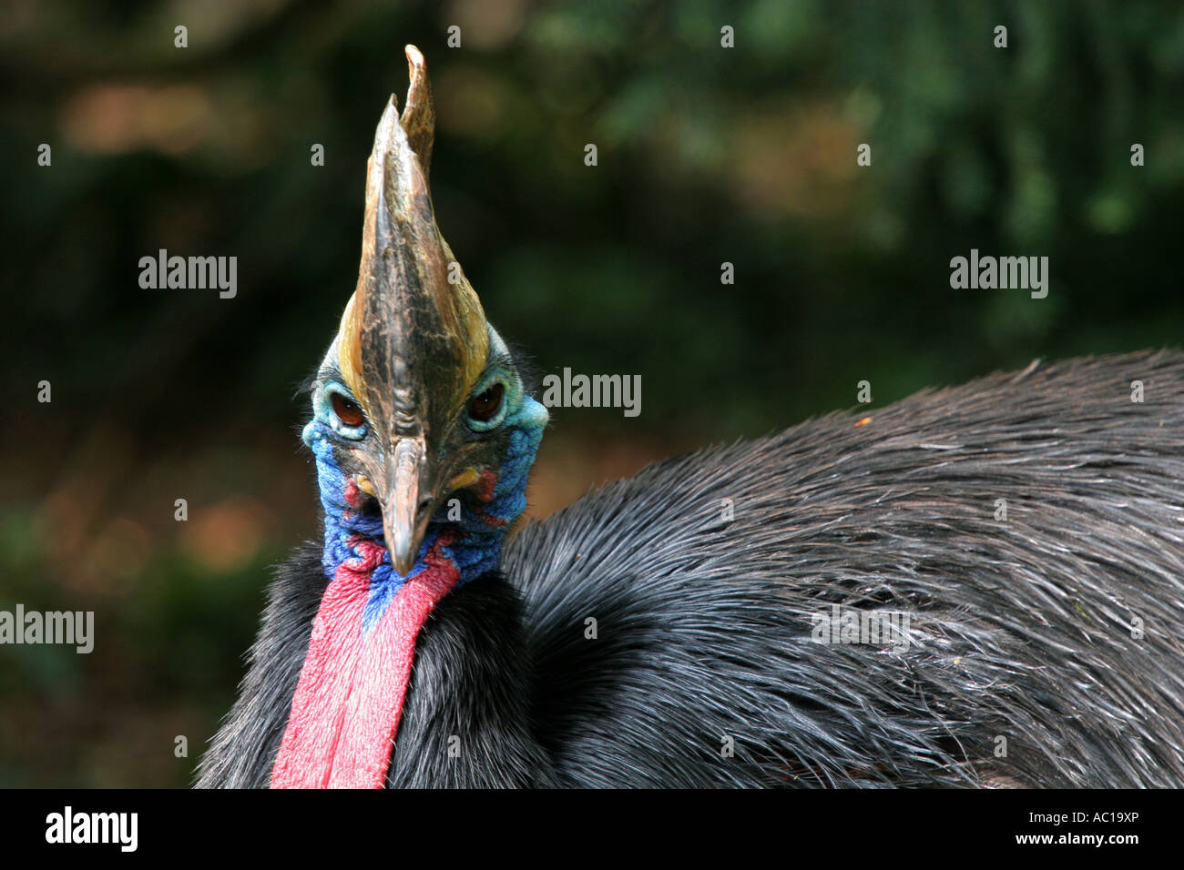 Libre d'un Casoar Sud Casuarius colorés volent pas casarius gros oiseau de la faune Banque D'Images