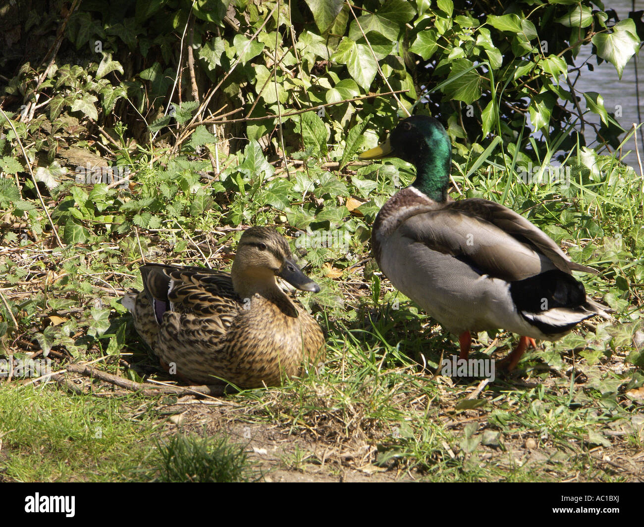 Canards mâles et femelles Banque de photographies et d’images à haute résolution Alamy