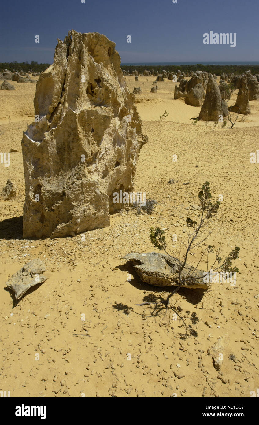 Désert des Pinnacles dans le Parc National de Nambung en Australie de l'Ouest Banque D'Images