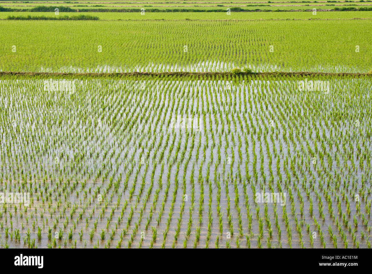 De plus en plus minuscule des plants de riz dans le champ inondé dans la province n'en Corée du Sud Banque D'Images