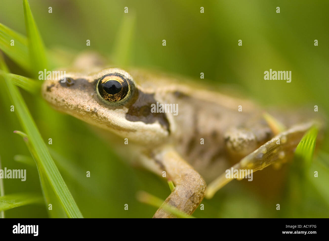 Grenouille Rousse, Rana temporaria, dans l'herbe, de l'Écosse Banque D'Images