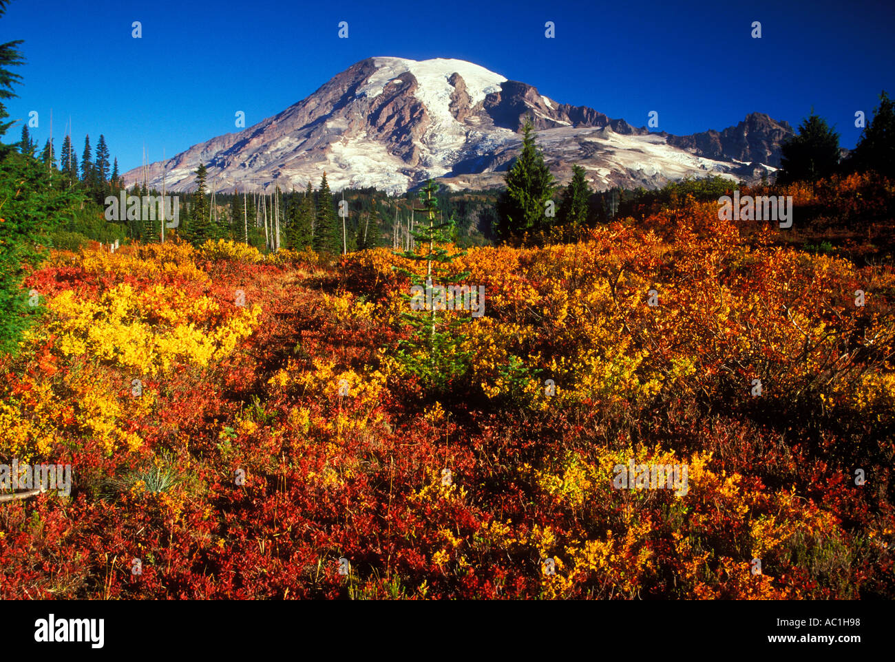 Mt Rainier au-dessus de couleur à l'automne le long du sentier du lac de neige dans le Parc National de Mount Rainier Washington USA Banque D'Images