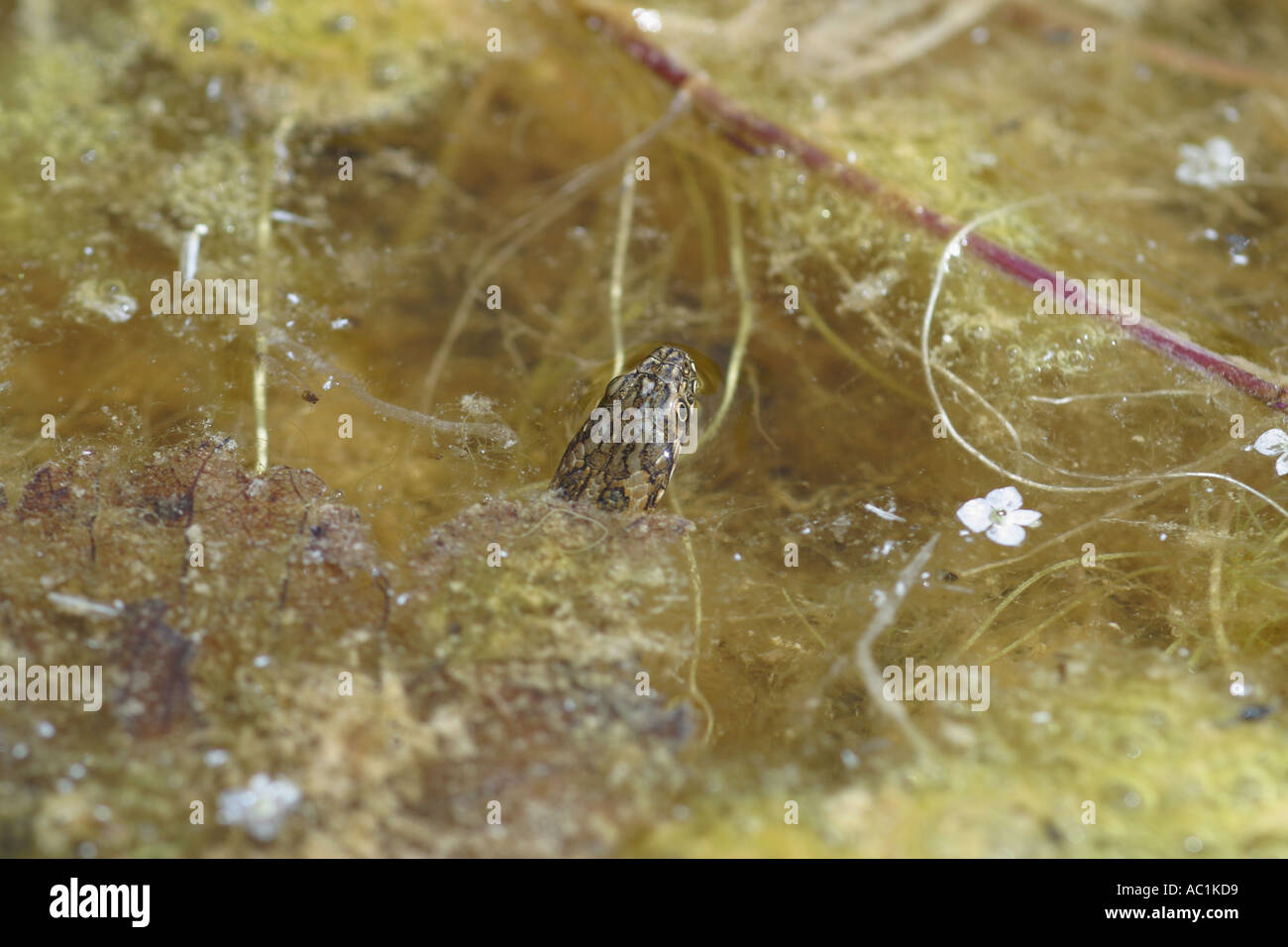 La couleuvre VIPERINE Natrix maura camouflés dans l'EAU À BORD DE RIVIÈRE Banque D'Images