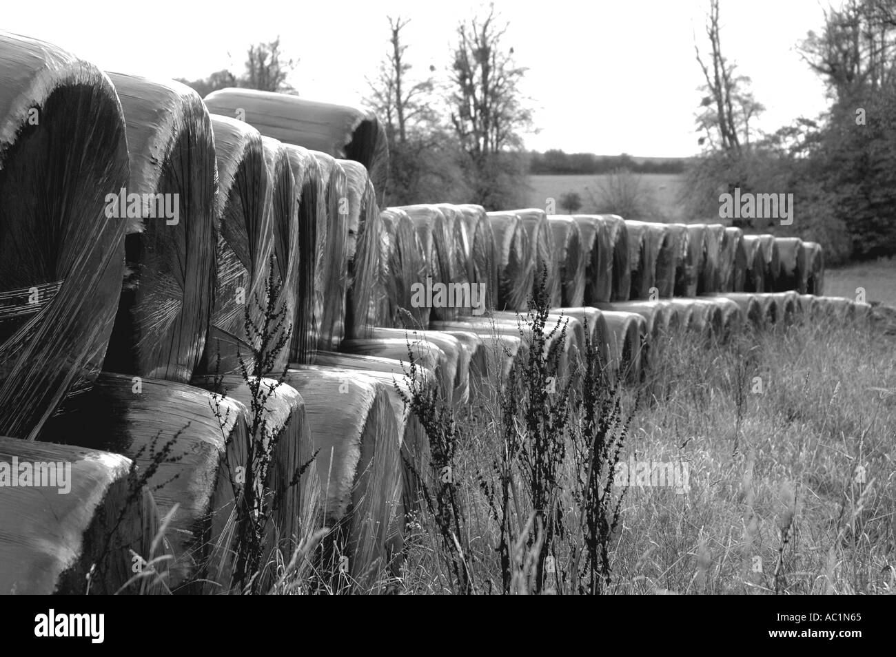 Bottes de foin dans un champ Anglais Banque D'Images