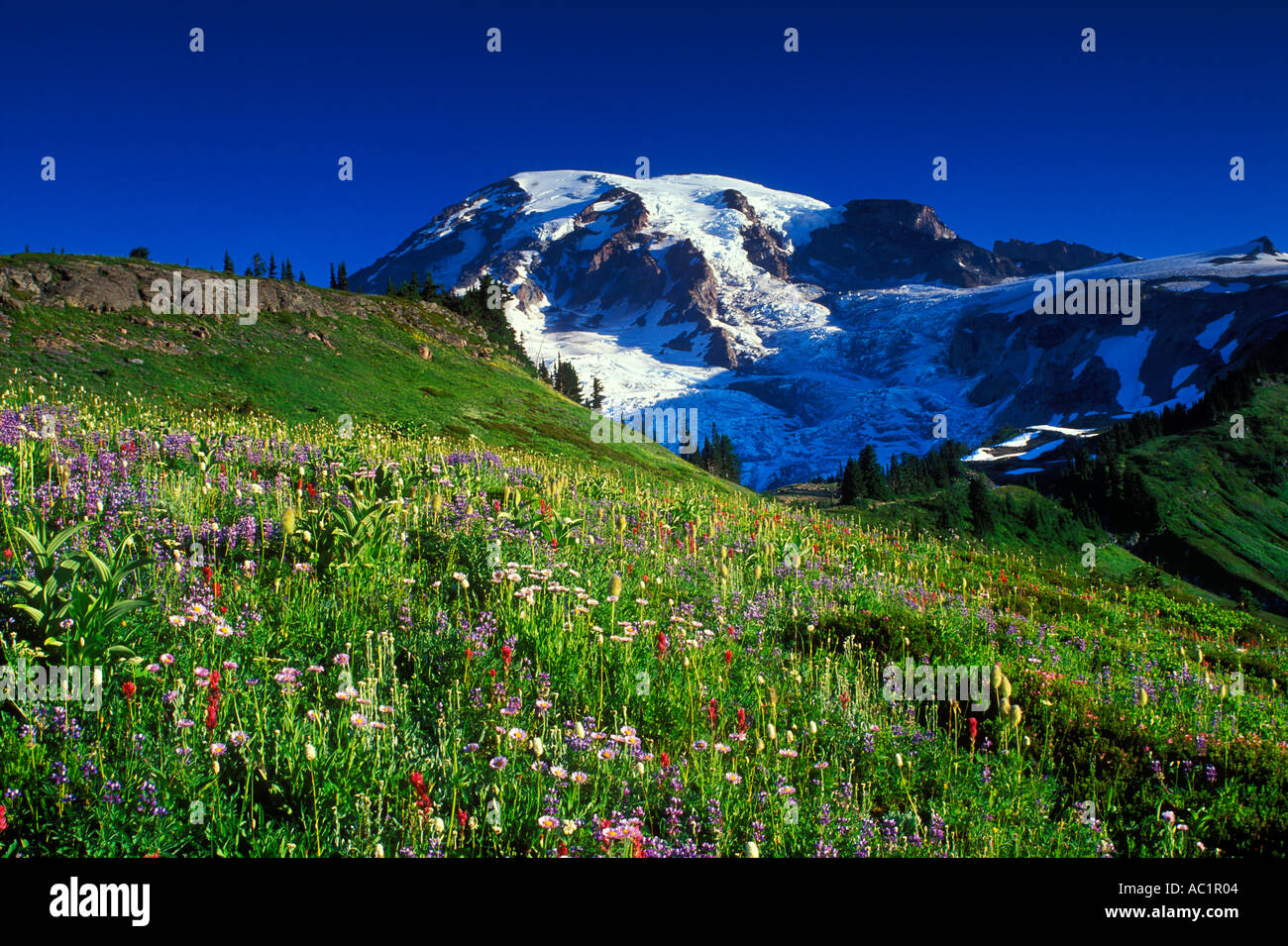 Mt Rainier au-dessus de Paradise Meadows floraison Mount Rainier National Park New York USA Banque D'Images