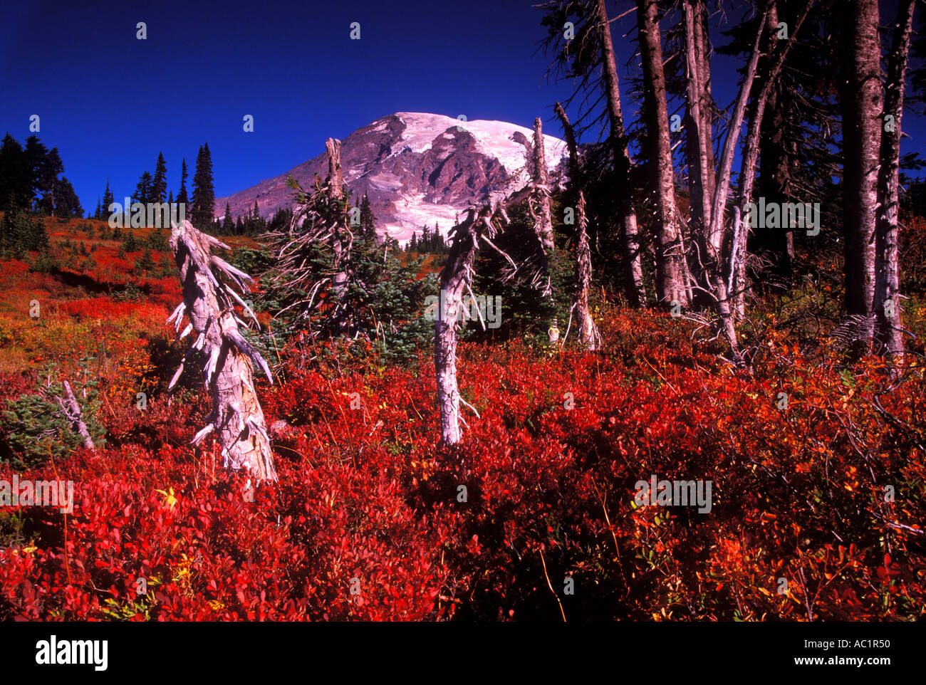 Mt Rainier au-dessus de couleurs d'automne au Paradise Meadows Mount Rainier National Park New York USA Banque D'Images