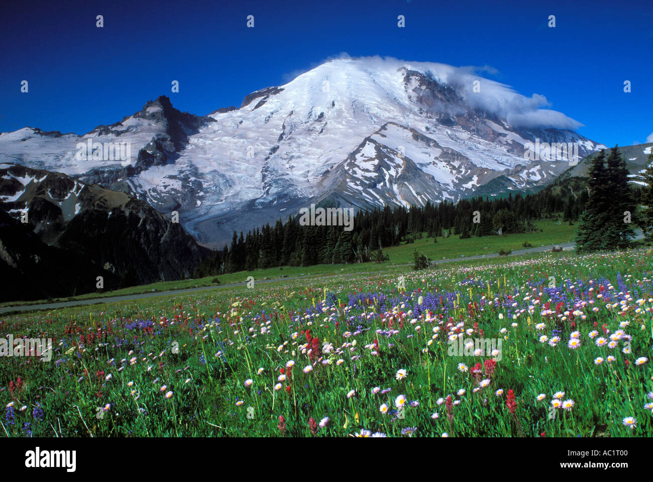 Mt Rainier au-dessus des fleurs dans les prés de la Yakima Mount Rainier National Park New York USA Banque D'Images