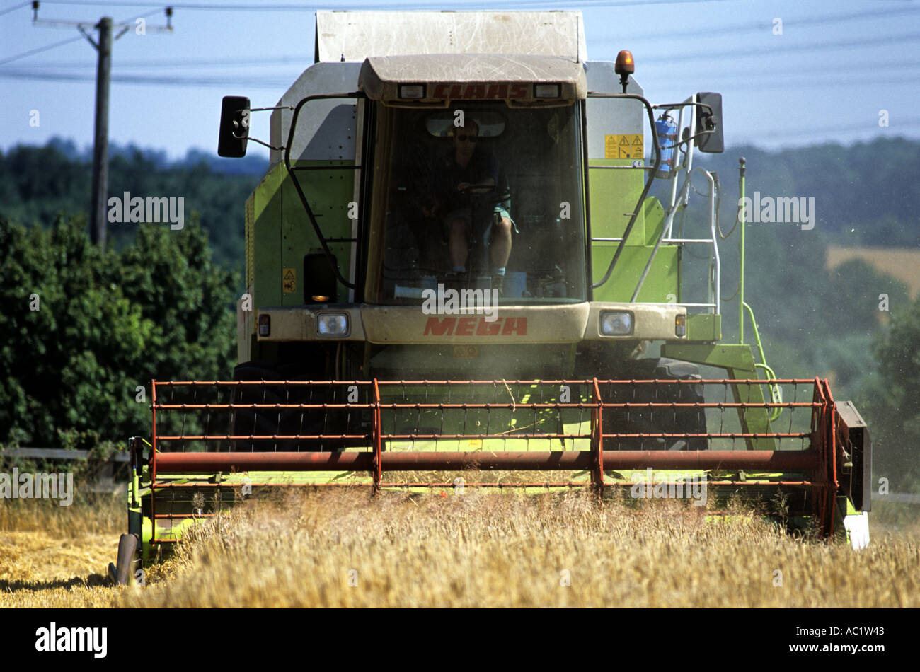 De coupe de moissonneuse-batteuse d'une récolte de blé, Wickham Market, Suffolk, UK. Banque D'Images
