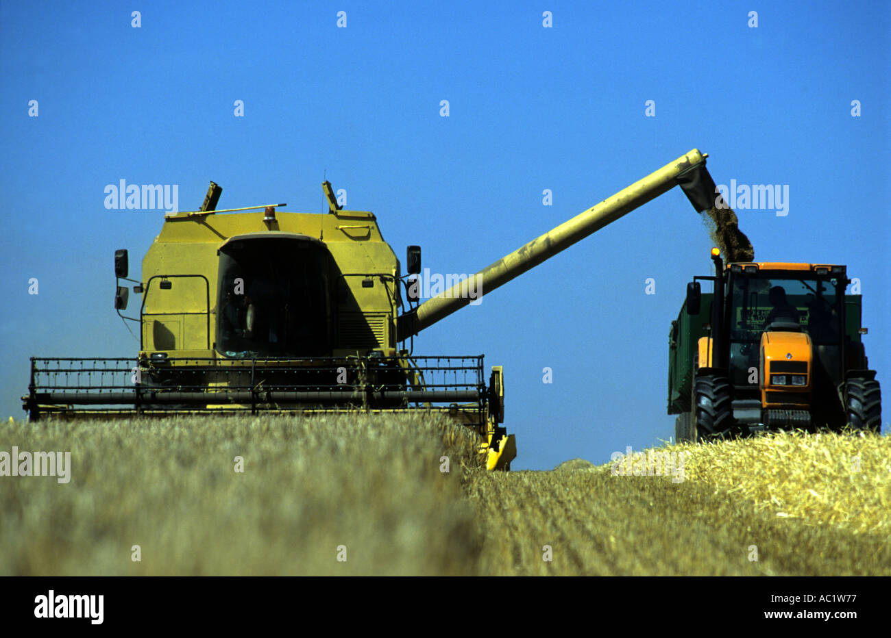 De coupe de moissonneuse-batteuse de blé sur une ferme dans le Suffolk en Angleterre Banque D'Images