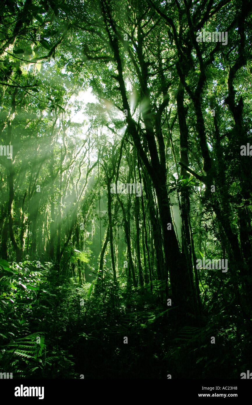 Rayons de soleil filtrent à travers le feuillage luxuriant d'arbres et de vignes au Costa Rica's Santa Elena cloud forest reserve Banque D'Images