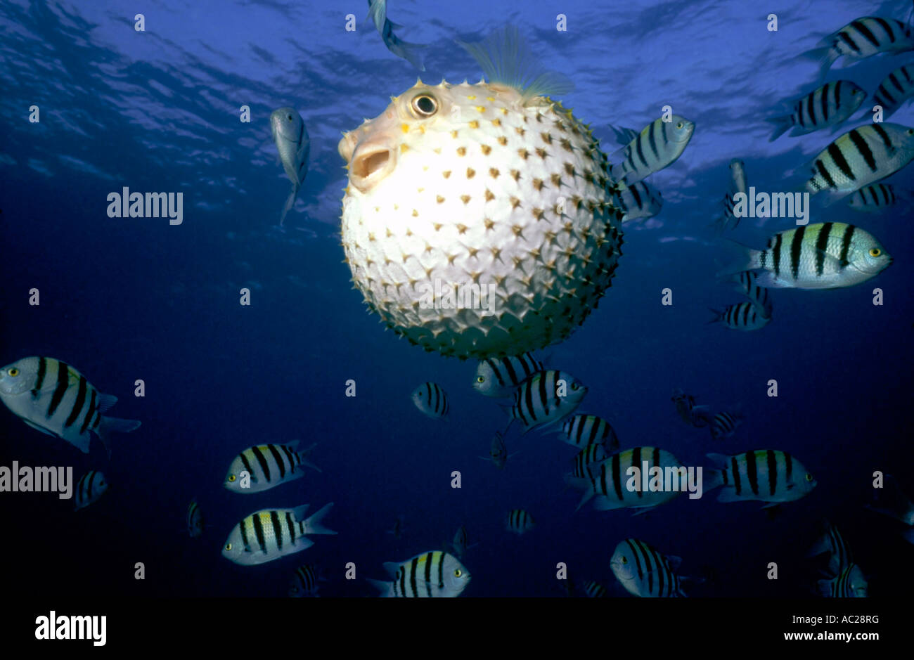 Enflés d'Yellowspotted Burrfish (Chilomycterus spilostylus) parmi les principaux poissons Sargeant (Abudefduf saxatilis). Banque D'Images