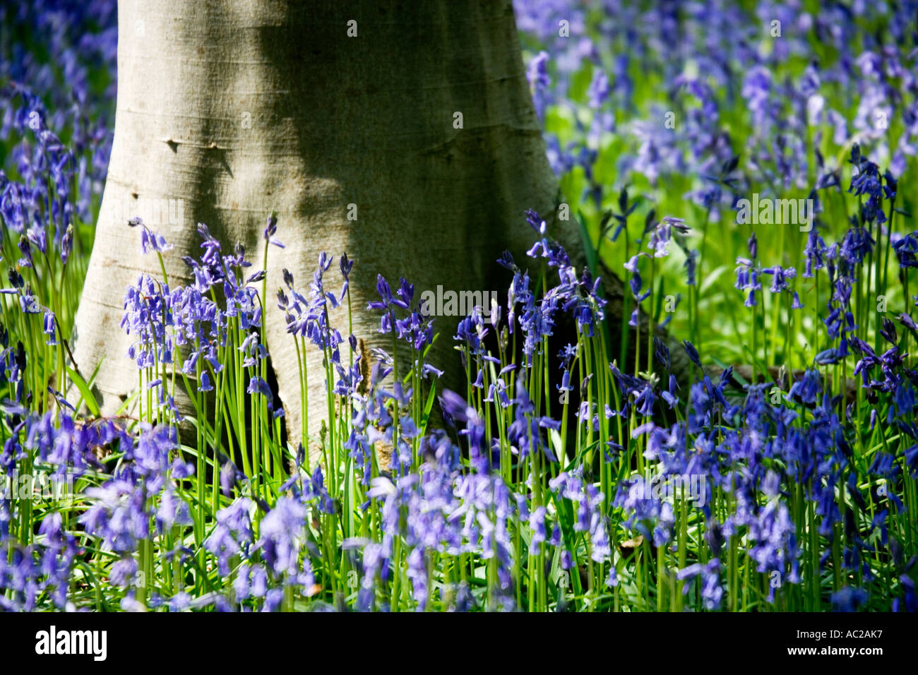 Bluebells,Hyacinthoides non-scripta, au printemps dans l'ouest de la forêt près de Marlborough, Wiltshire, England, UK Banque D'Images