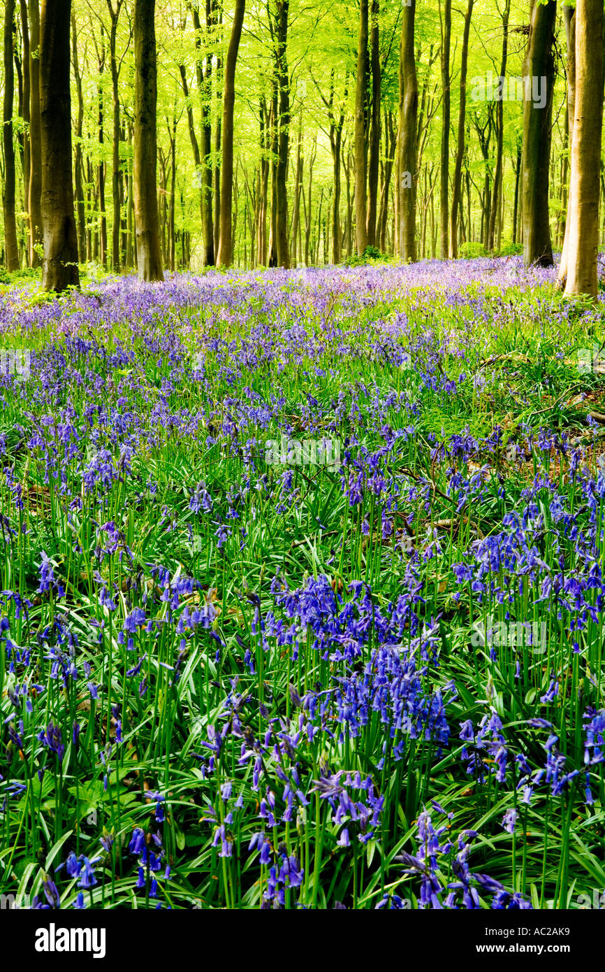Bluebells, Hyacinthoides non-scripta, au printemps dans l'ouest de la forêt près de Marlborough, Wiltshire, England, UK Banque D'Images