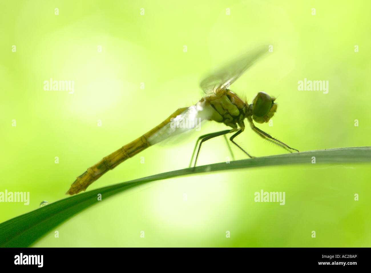 Dragonfly (Anisoptera) reposant sur une feuille Banque D'Images