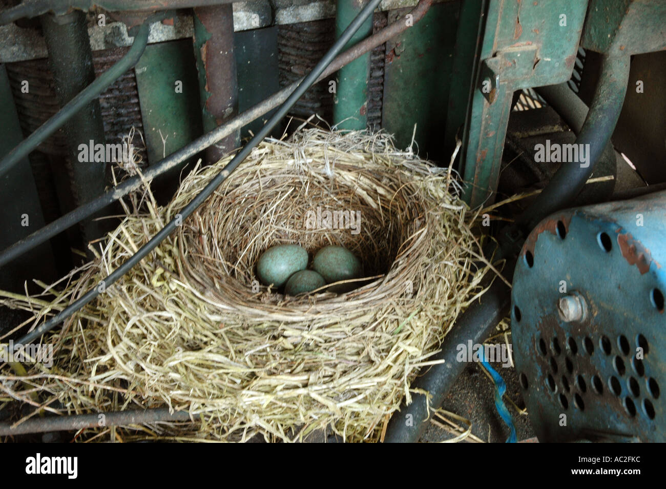 Blackbird nest situé dans de vieilles machines Banque D'Images