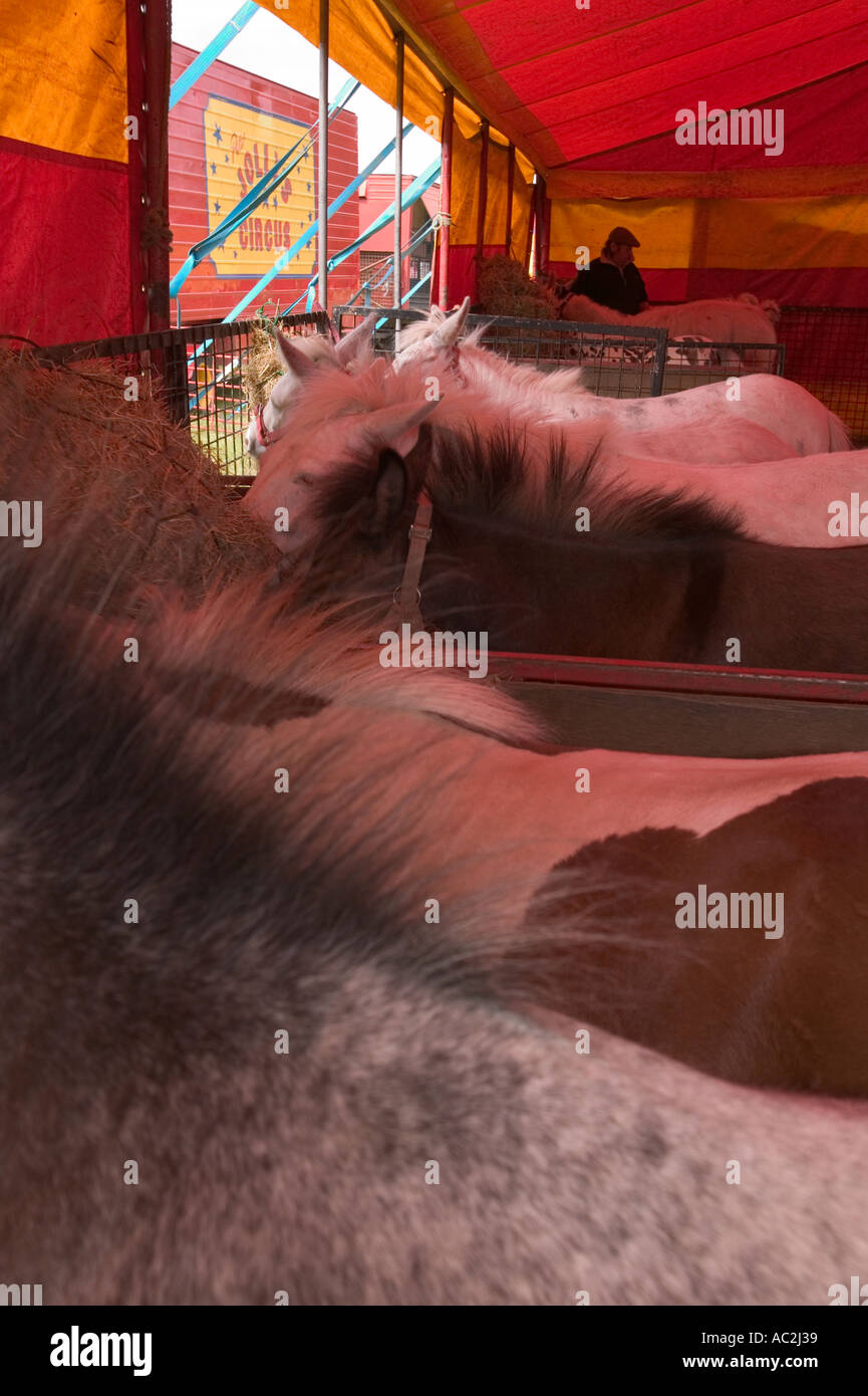 Poneys utilisés comme animaux de cirque dans la région de Jolly s circus Banque D'Images