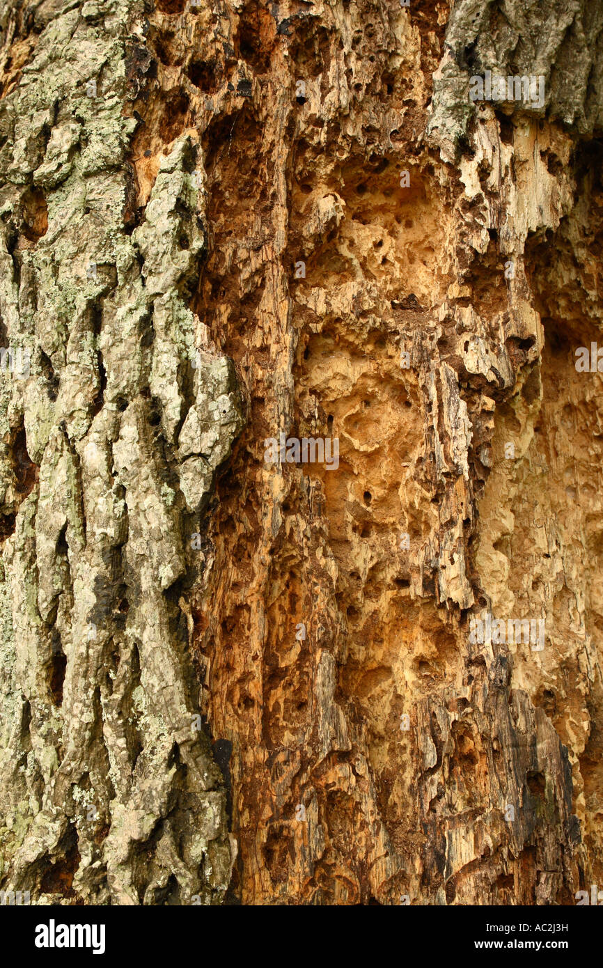 Tronc d'arbre en décomposition avec l'écorce et les trous de vers Banque D'Images