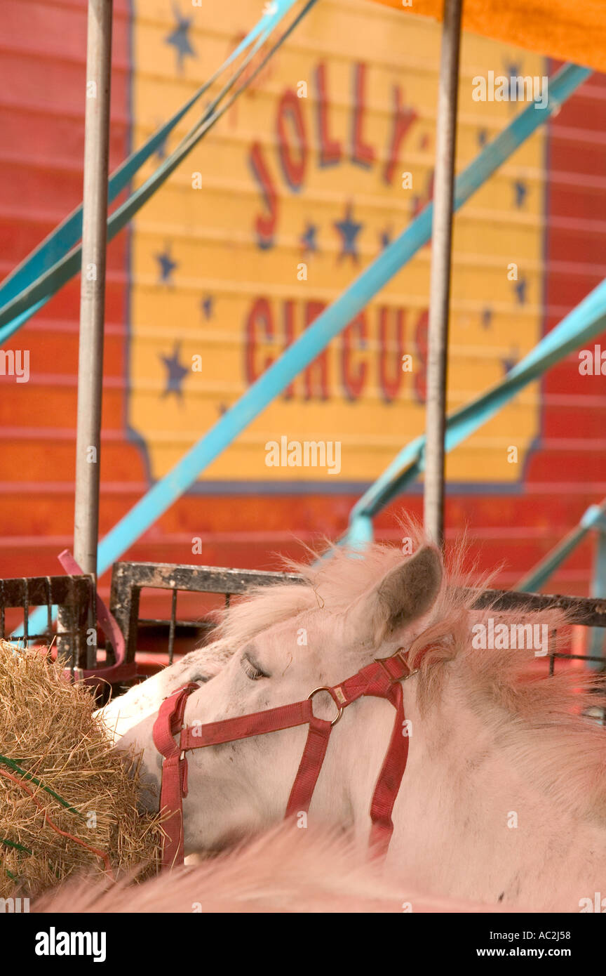 Partie de poneys jolly s'alimentation du cirque Banque D'Images