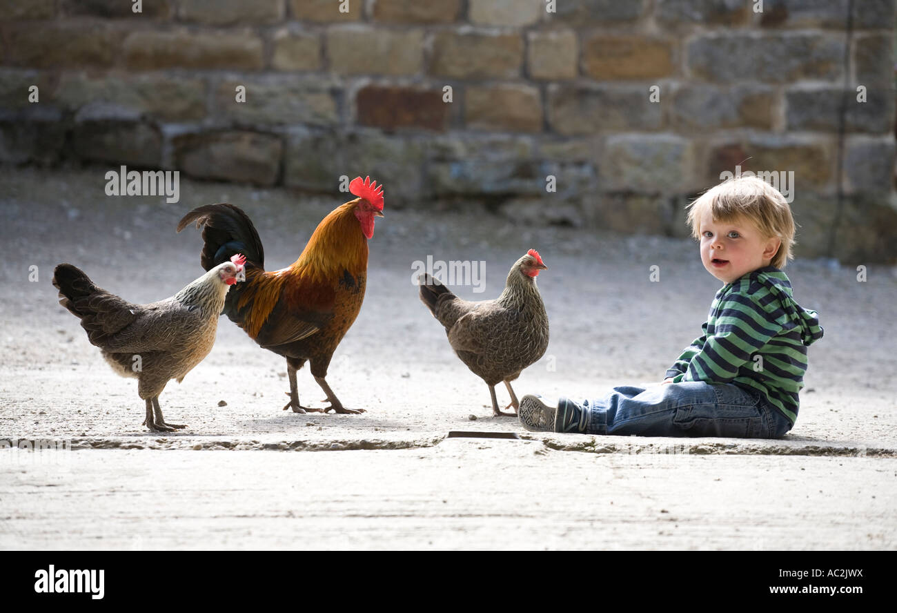 Un jeune garçon est assis et alimente les poulets pendant les vacances sur une ferme dans le North Yorkshire England UK Banque D'Images