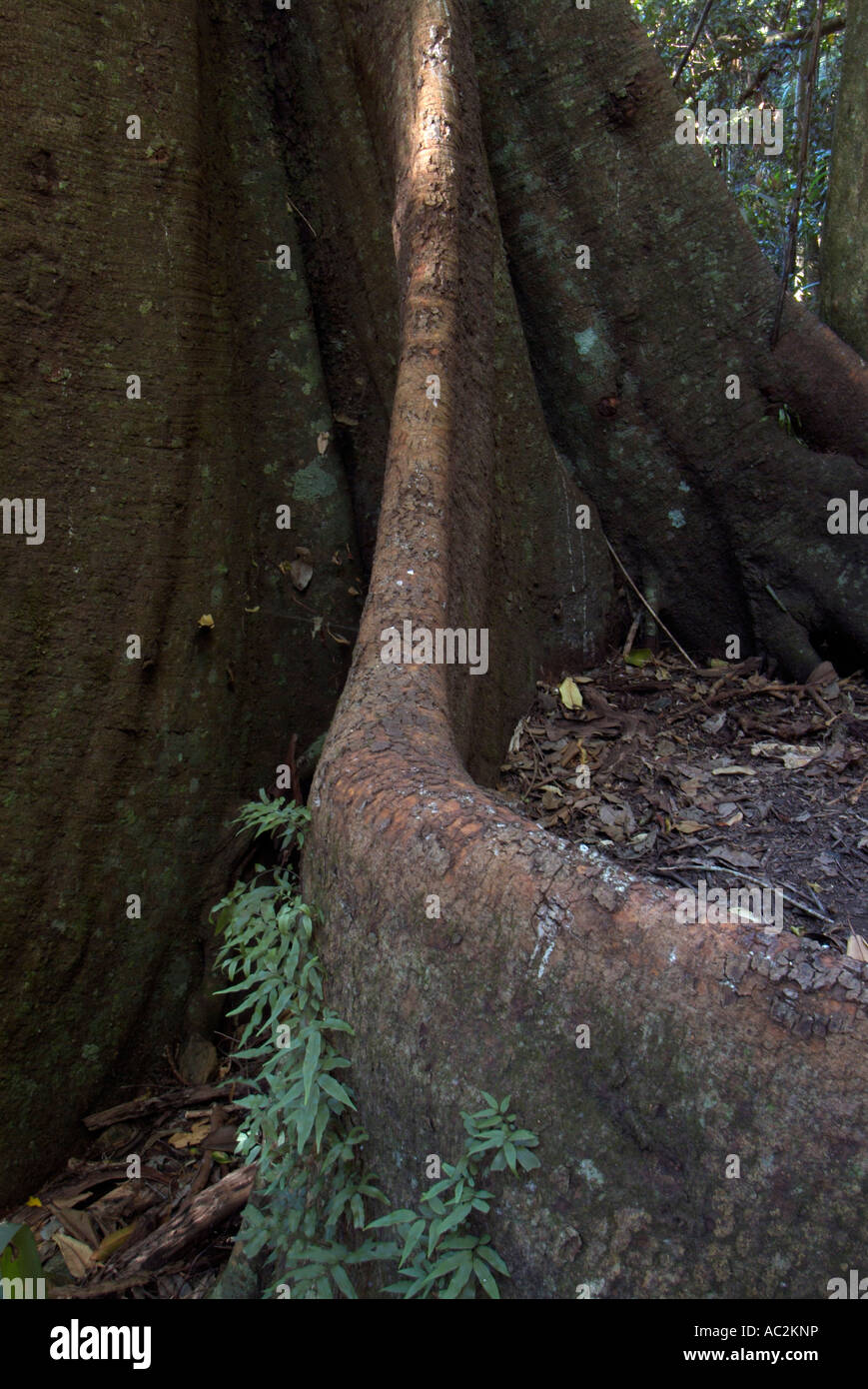 Butress racines d'un figuier étrangleur Lamington National Park Queensland Australie Banque D'Images