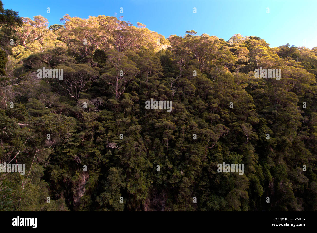 Vue sur le haut de la canopée de la forêt tropicale avec un ciel bleu, parc national de Lamington, Queensland Australie Banque D'Images
