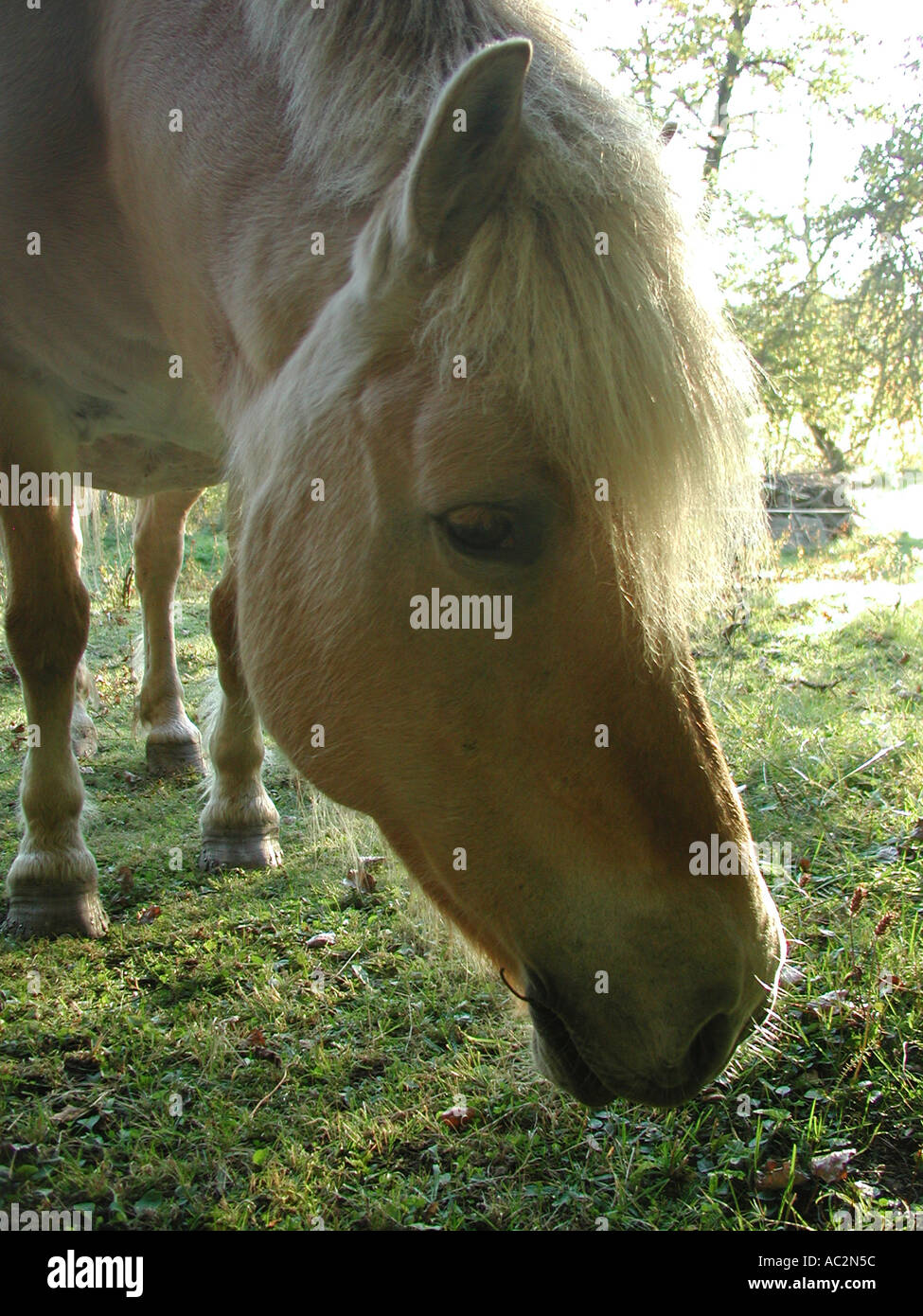 Horse Banque D'Images