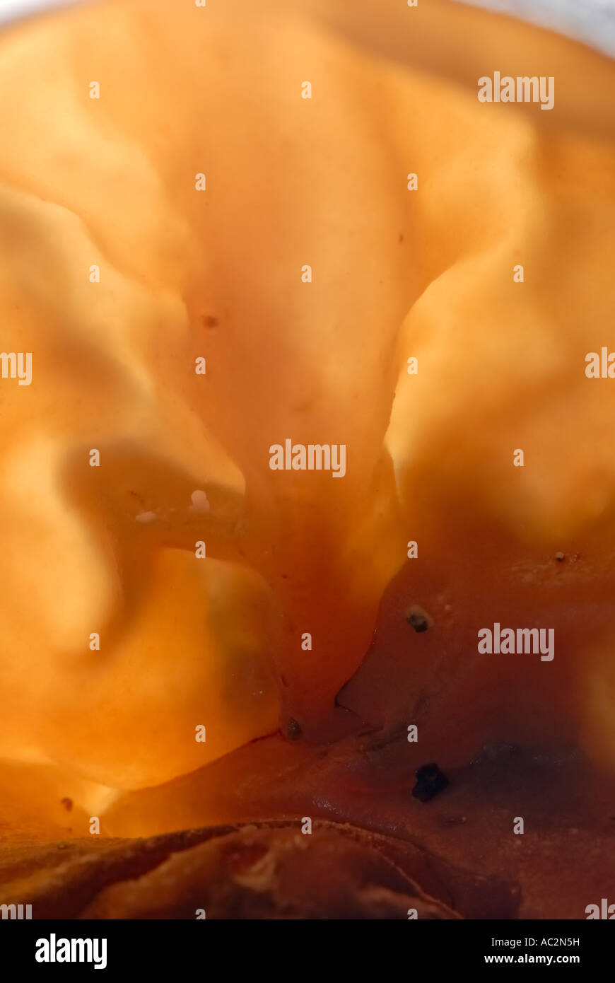 Jelly champignon oreille Auricularia auricula-judae tiré d'en bas, Pays de Galles, Royaume-Uni. Banque D'Images