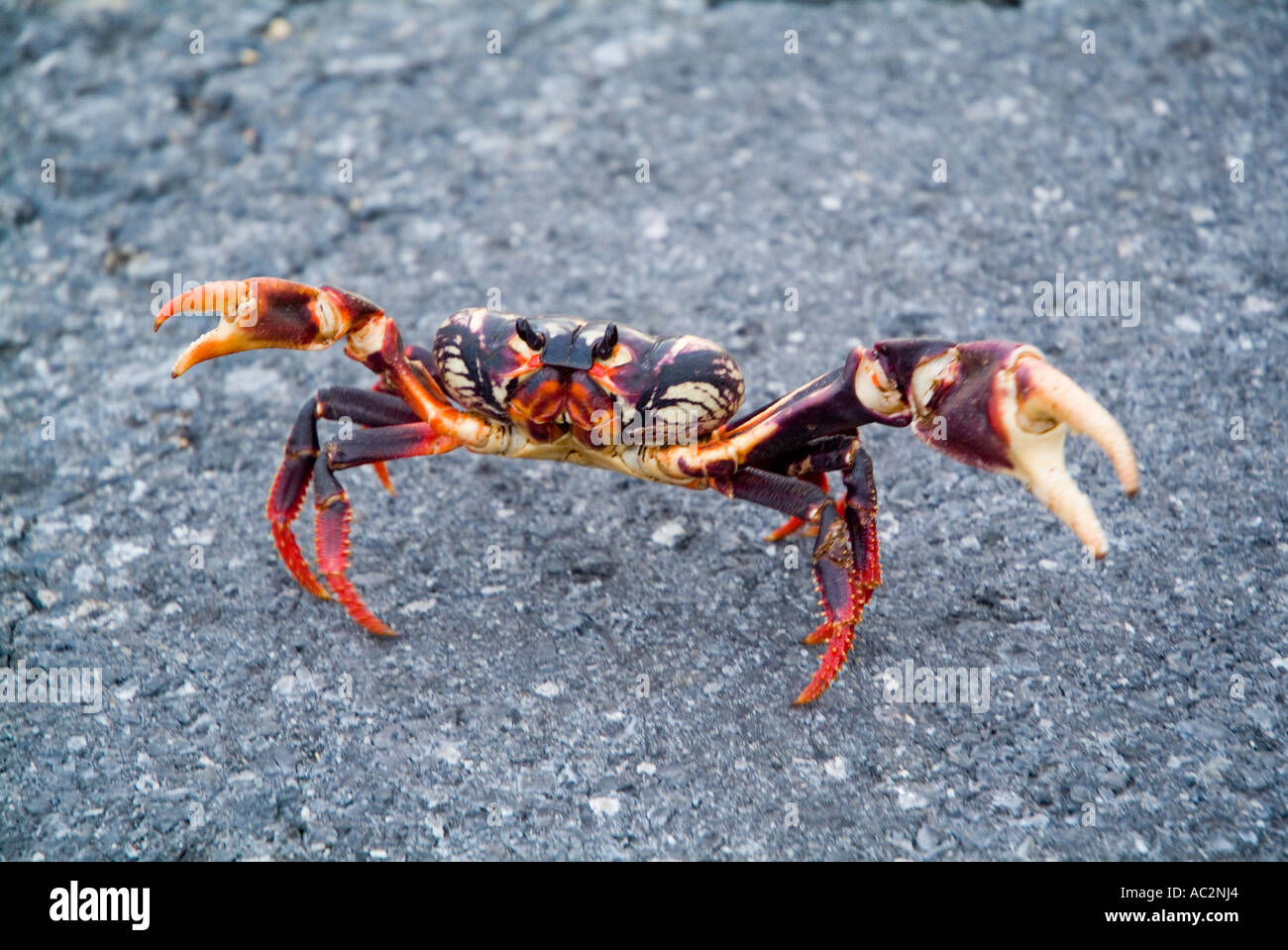 Une terre rouge - crabe Gecarcinus lateralis - sur la route de Maria La Gorda, Cuba. Banque D'Images Une terre rouge - crabe Gecarcinus lateralis - sur la route de Maria La Gorda, Cuba. Banque D'Images