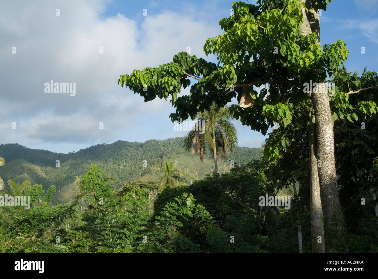 Campagne cubaine montrant une végétation luxuriante entre Soroa et Las Terrazas, Cuba. Banque D'Images