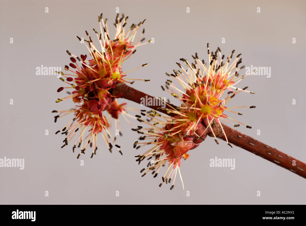 Fleurs mâles staminés de l'érable rouge , Acer rubrum, close-up against white background Banque D'Images