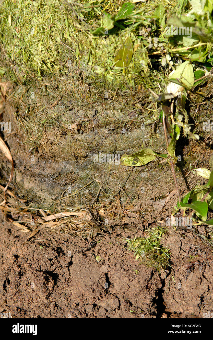 Le recyclage de l'herbe coupée. Banque D'Images