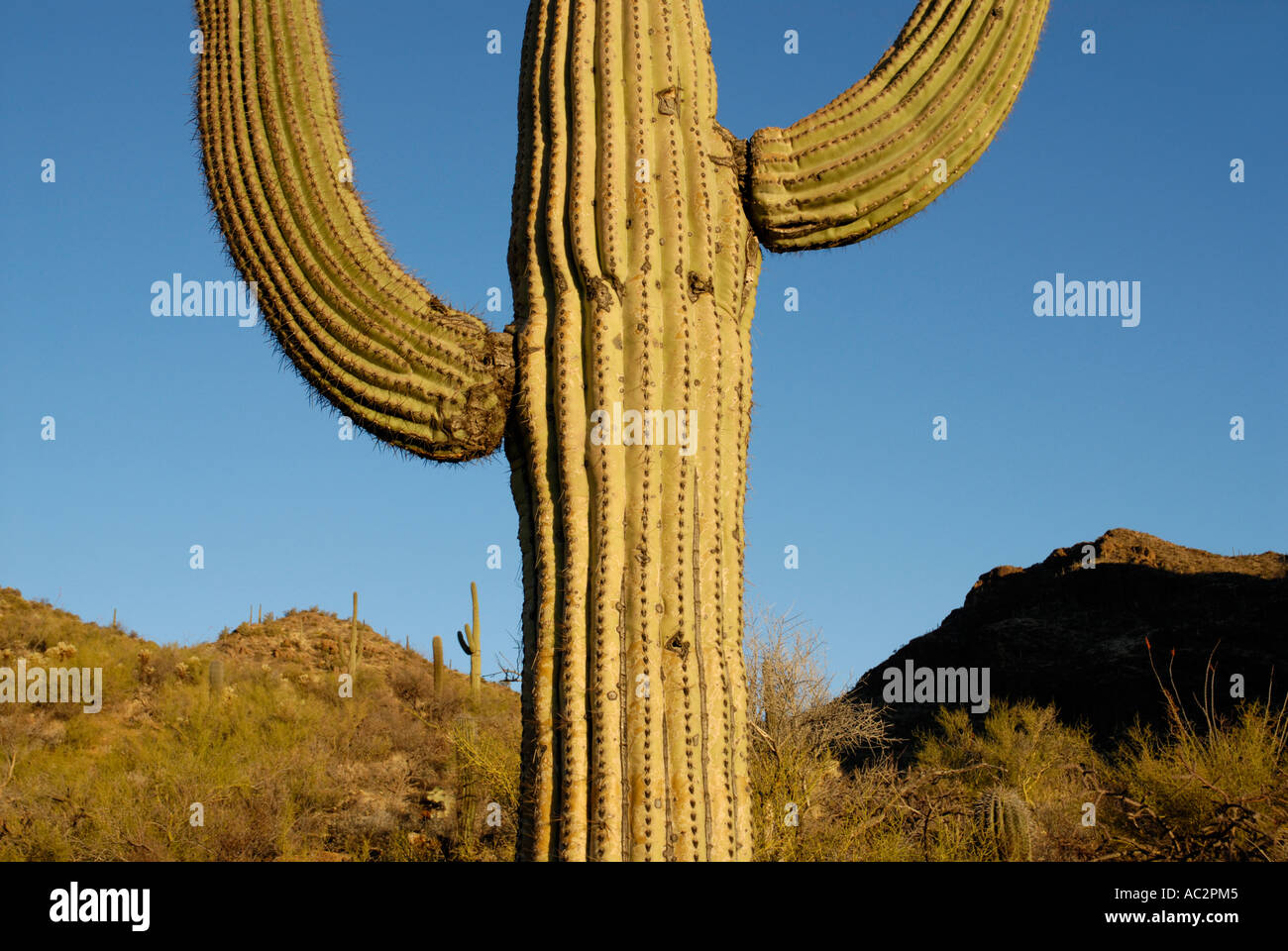 Saguaro Cactus, Carnegiea gigantea, avec deux bras, désert montagneux historique, désert de Sonora, au sud-ouest de l'USA Banque D'Images