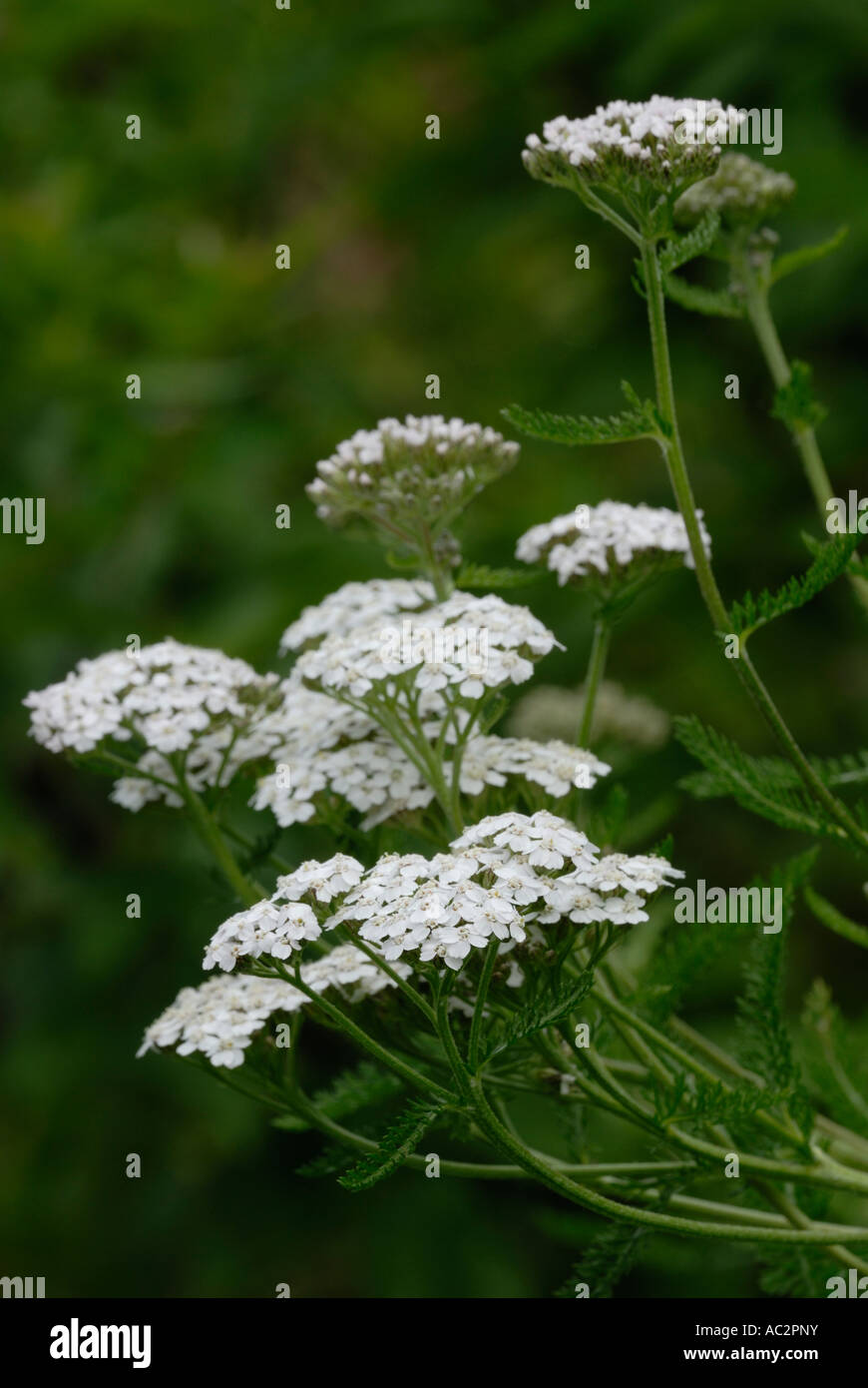Yarrow, Achillea millefolium, pays de Galles, Royaume-Uni. Banque D'Images