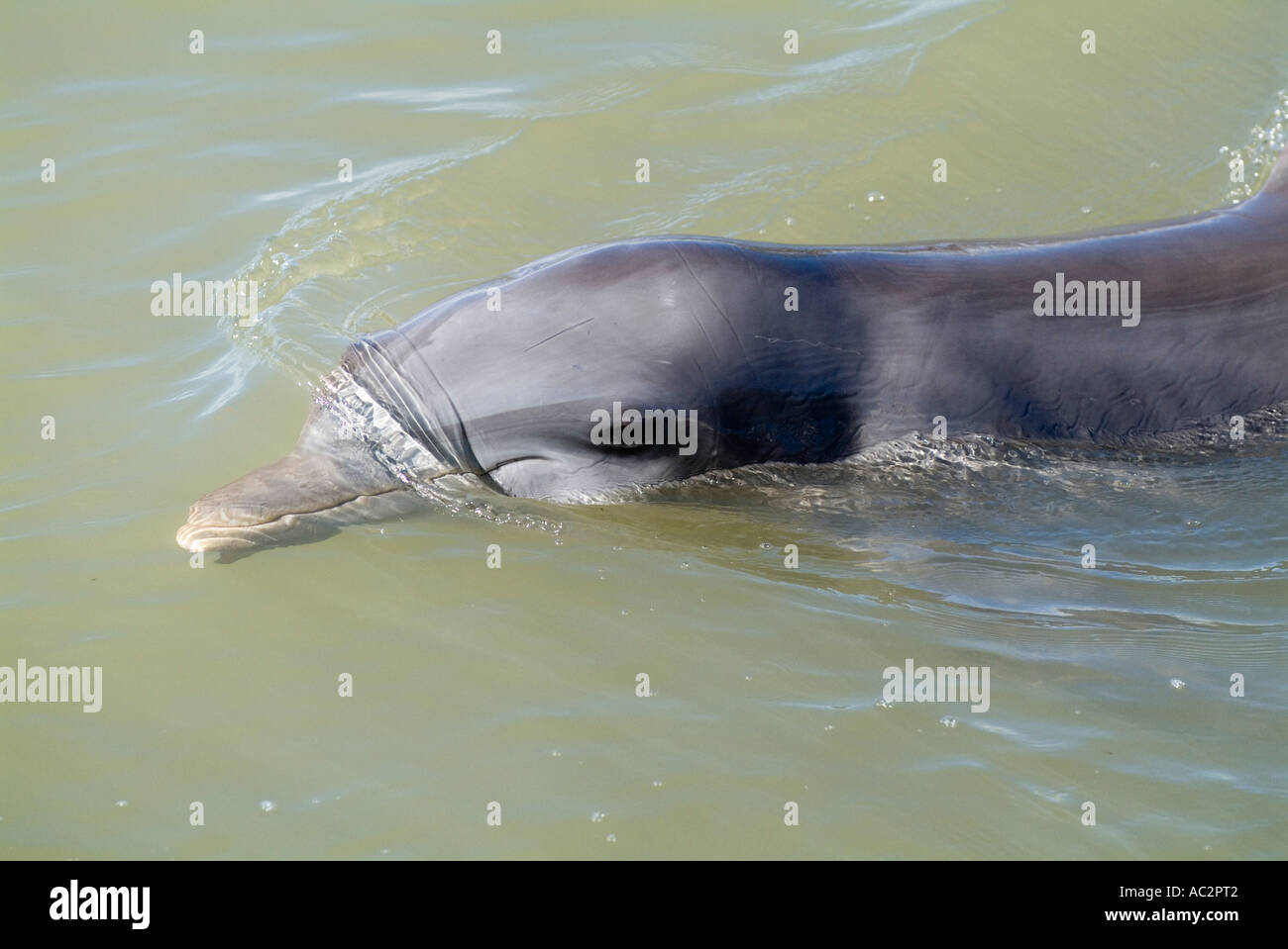 Grand dauphin Tursiops truncatus natation au delphinarium de Cienfuegos Cuba Banque D'Images