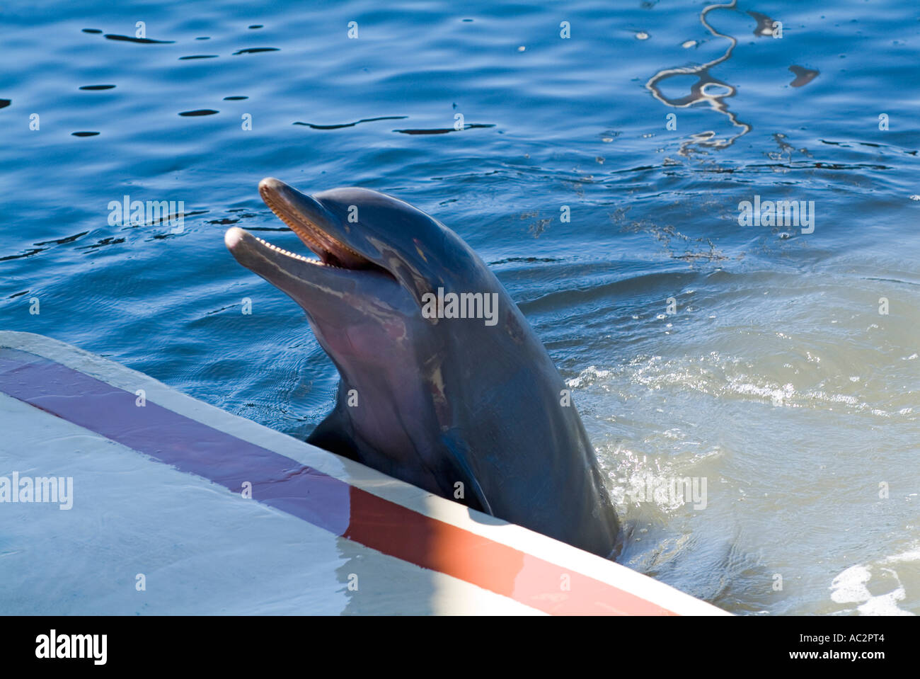 Grand dauphin (Tursiops truncatus) dans une piscine à l'Cienfuegos Delphinarium, Cuba. Banque D'Images