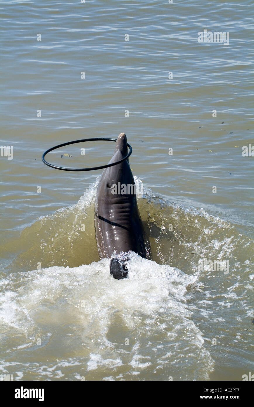 Grand dauphin Tursiops truncatus avec un cerceau au delphinarium de Cienfuegos Cuba Banque D'Images