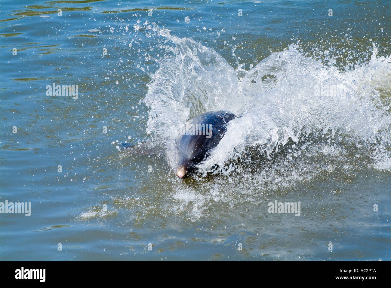 Grand dauphin Tursiops truncatus sautant au delphinarium de Cienfuegos Cuba Banque D'Images