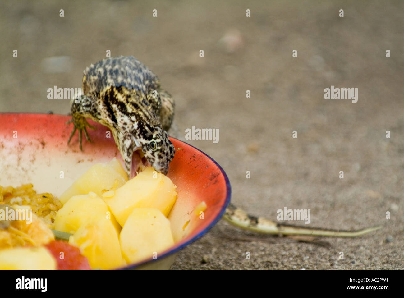 Le lézard curly nord (leiocephalus carinatus) près de Cienfuegos, Cuba. Banque D'Images
