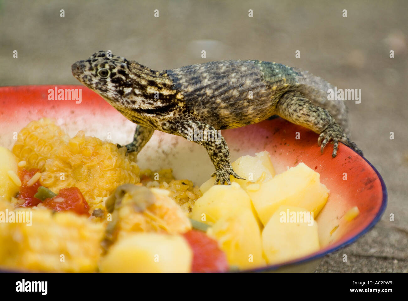 Le lézard curly nord (leiocephalus carinatus) ramper dans un bol de fruits et légumes près de Cienfuegos, Cuba. Banque D'Images