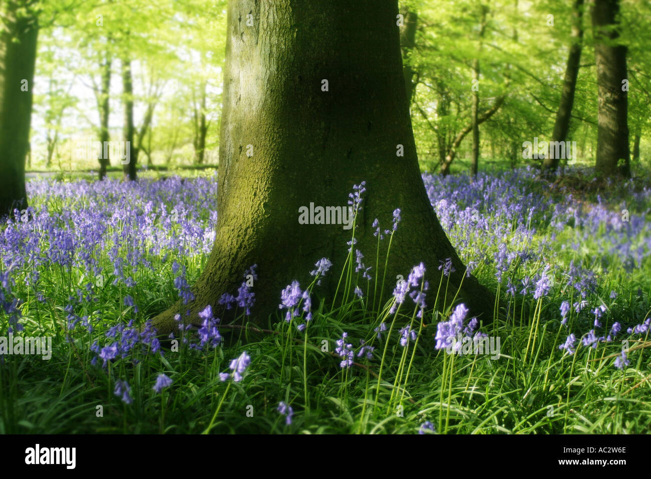 Bluebell Banque D'Images