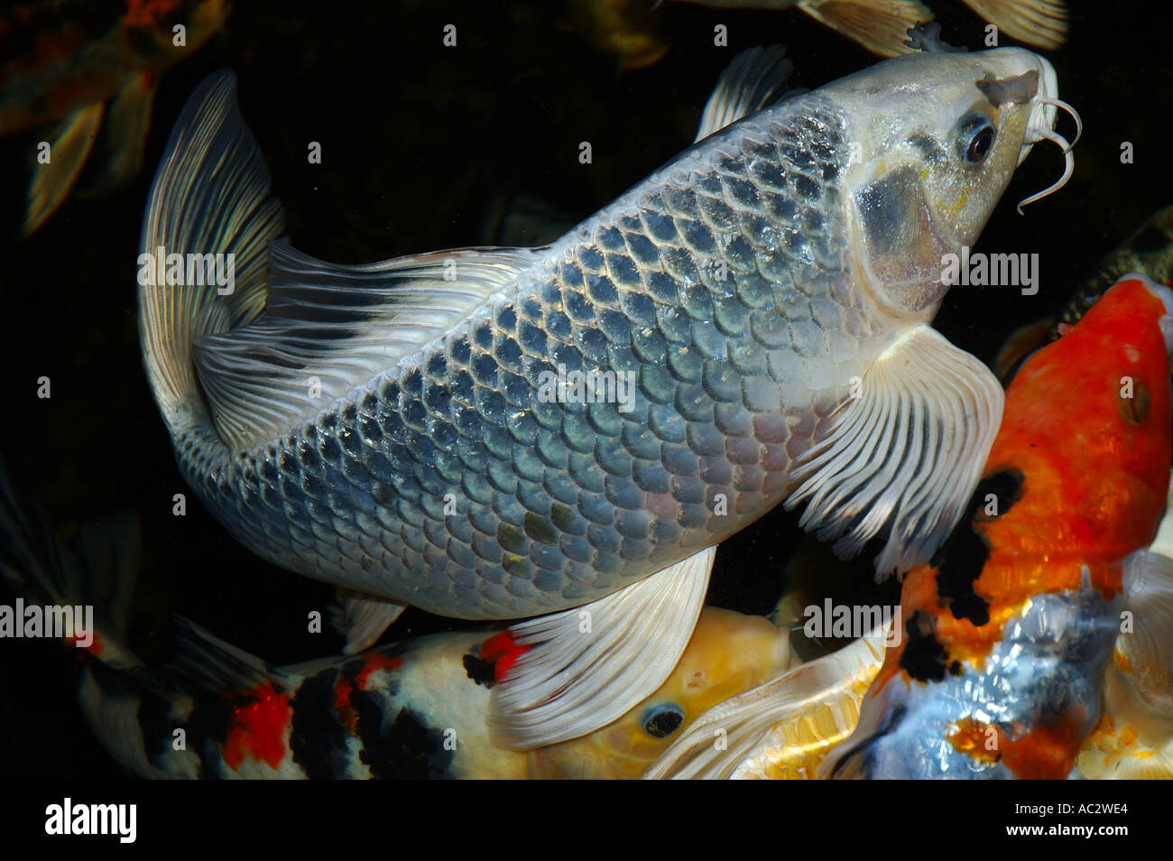 Gin Matsuba Platinum Koi papillon de nuit piscine étang à Toronto Banque D'Images