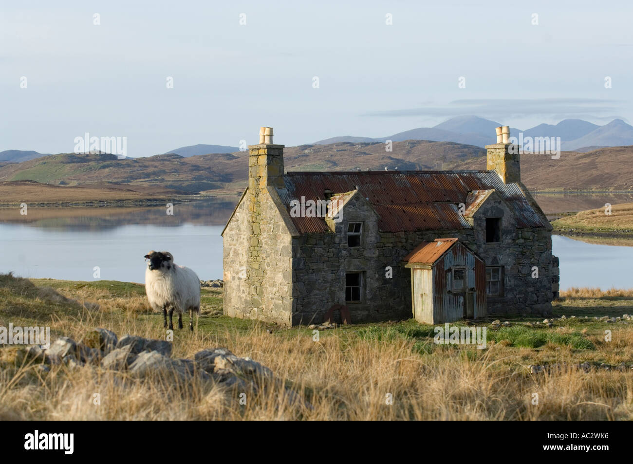 Blackface (Ovis aries) en face d'un endroit isolé croft house Isle Of Lewis Hébrides extérieures des îles de l'Ouest Ecosse UK Europe Banque D'Images