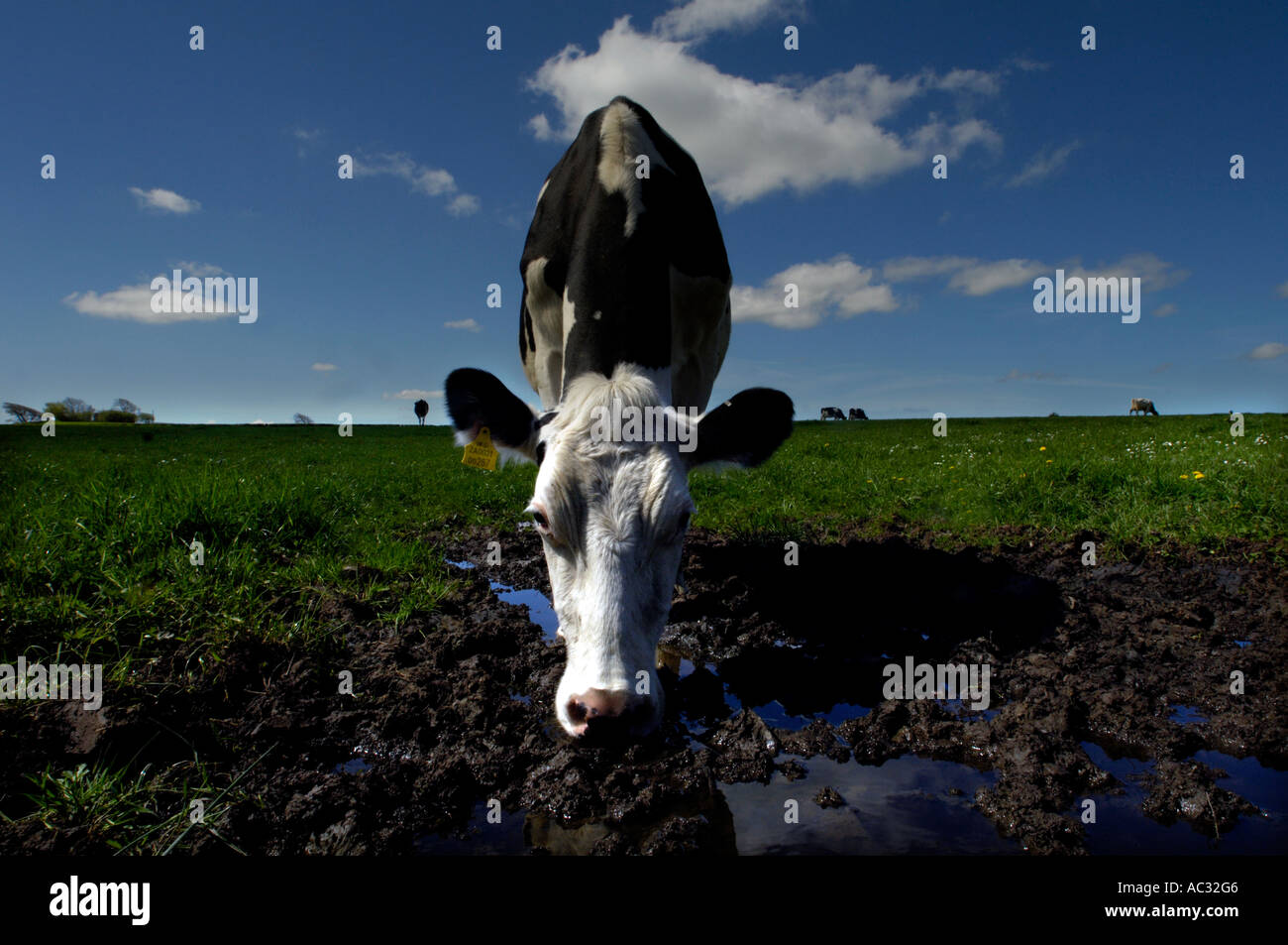 Un Friesan Holstein vache laitière dans un champ Devon Banque D'Images