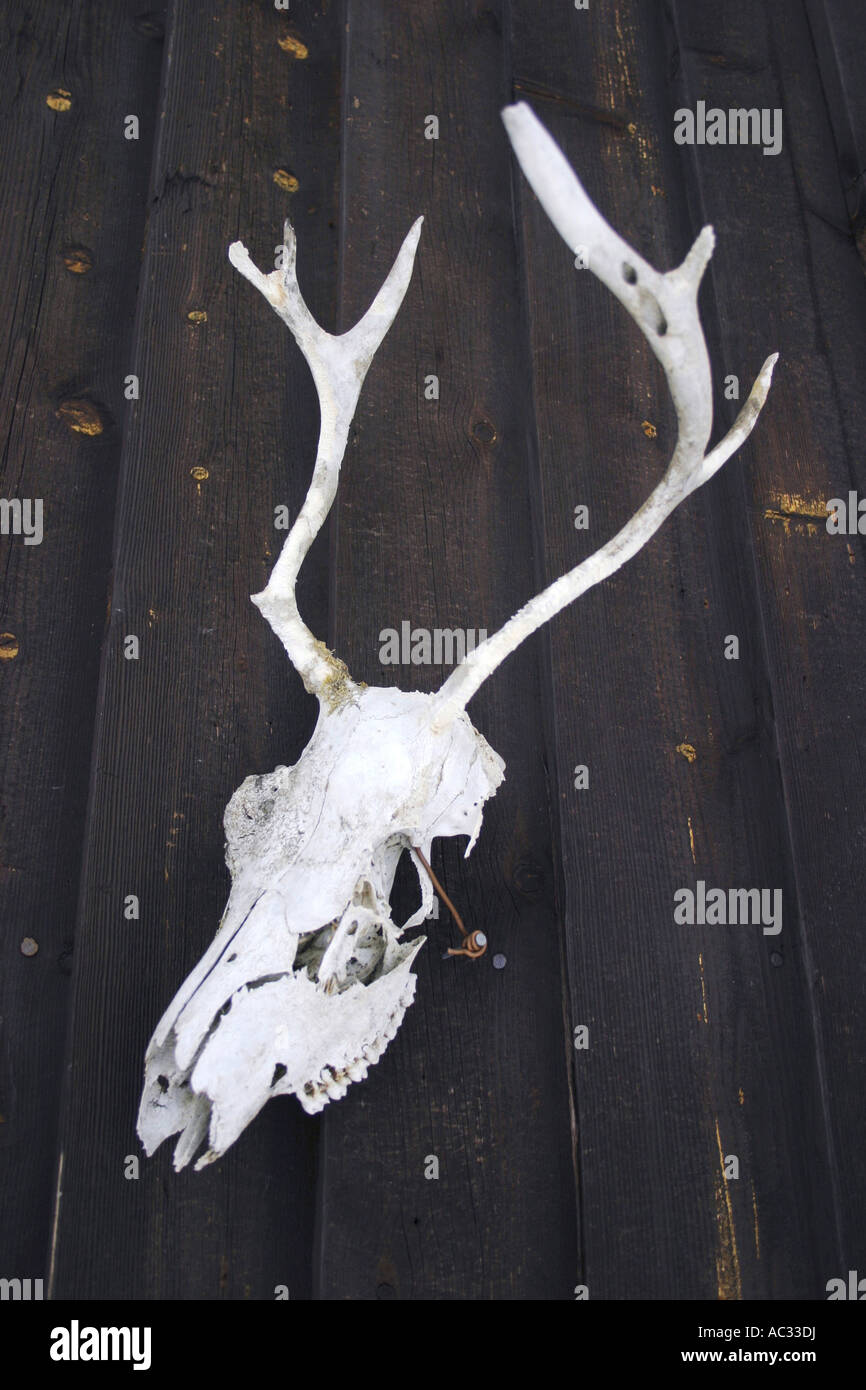 Crâne d'un renne, Finlande, Laponie Banque D'Images